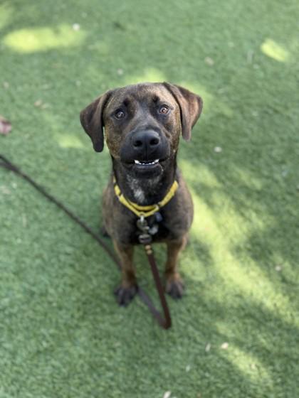 Finn, a Adoptable mixed breed in North Miami Beach, FL image 2/2