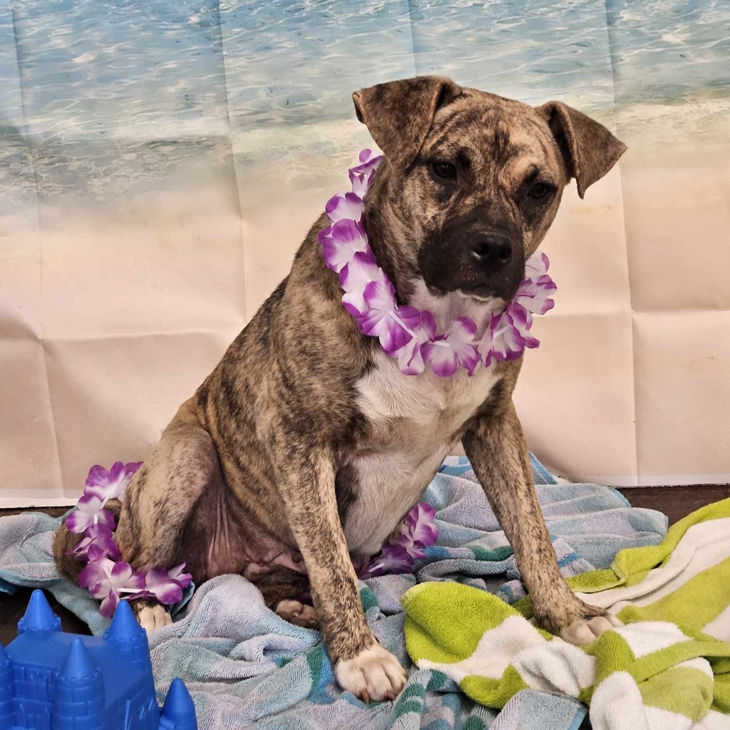 Enlarge Reggie, a Adoptable Mastiff in Pittsburgh, PA image 3/4