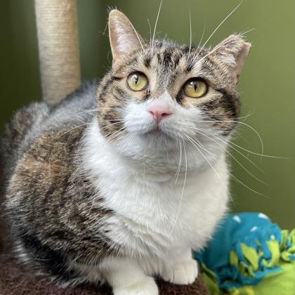 Lily, Adoptable, Young Female Domestic Short Hair.