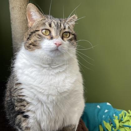 Enlarge Lily, a Adoptable Domestic Short Hair in Janesville, WI image 2/2