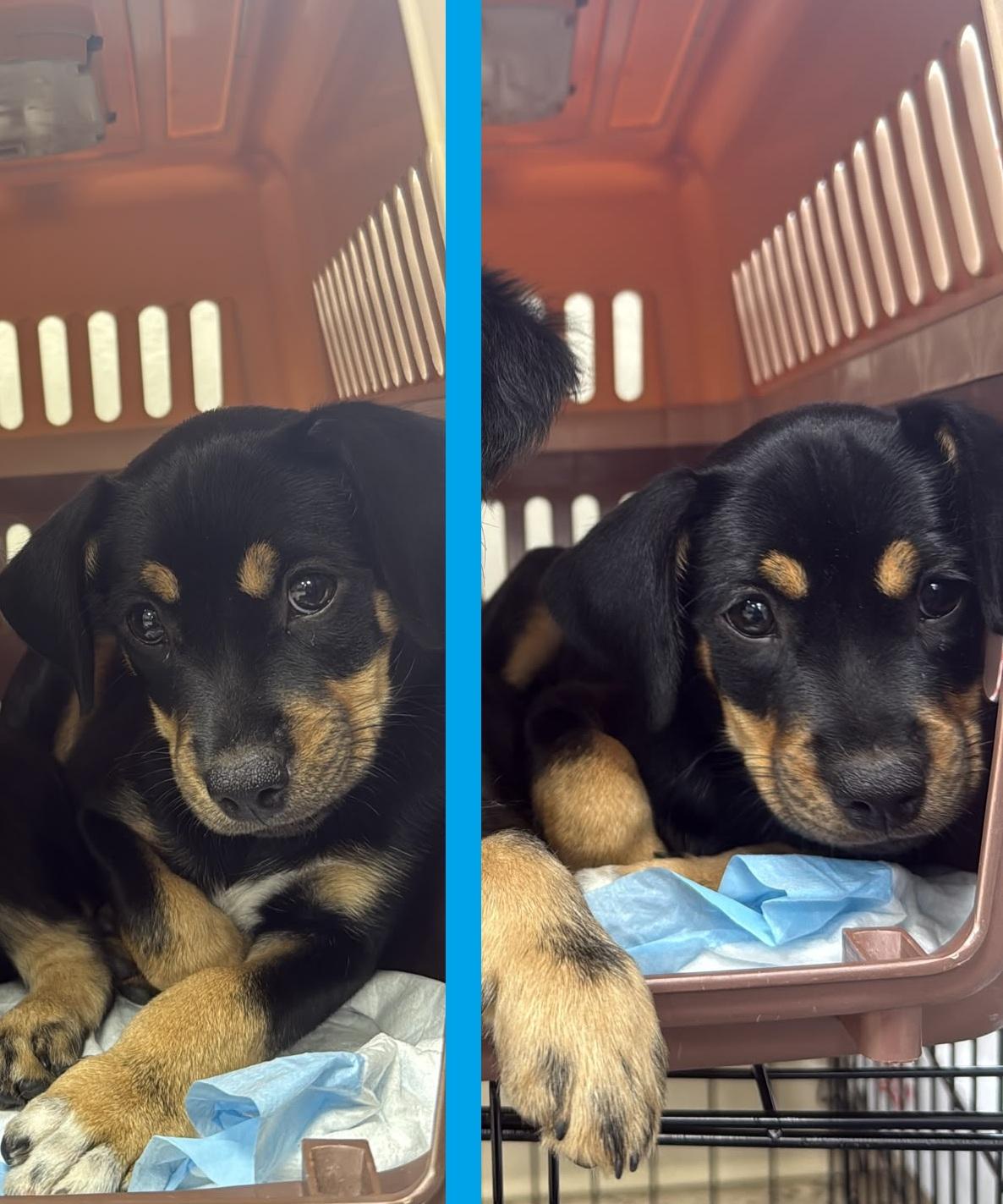 Beans, adopted, Puppy Female Chihuahua & Beagle.