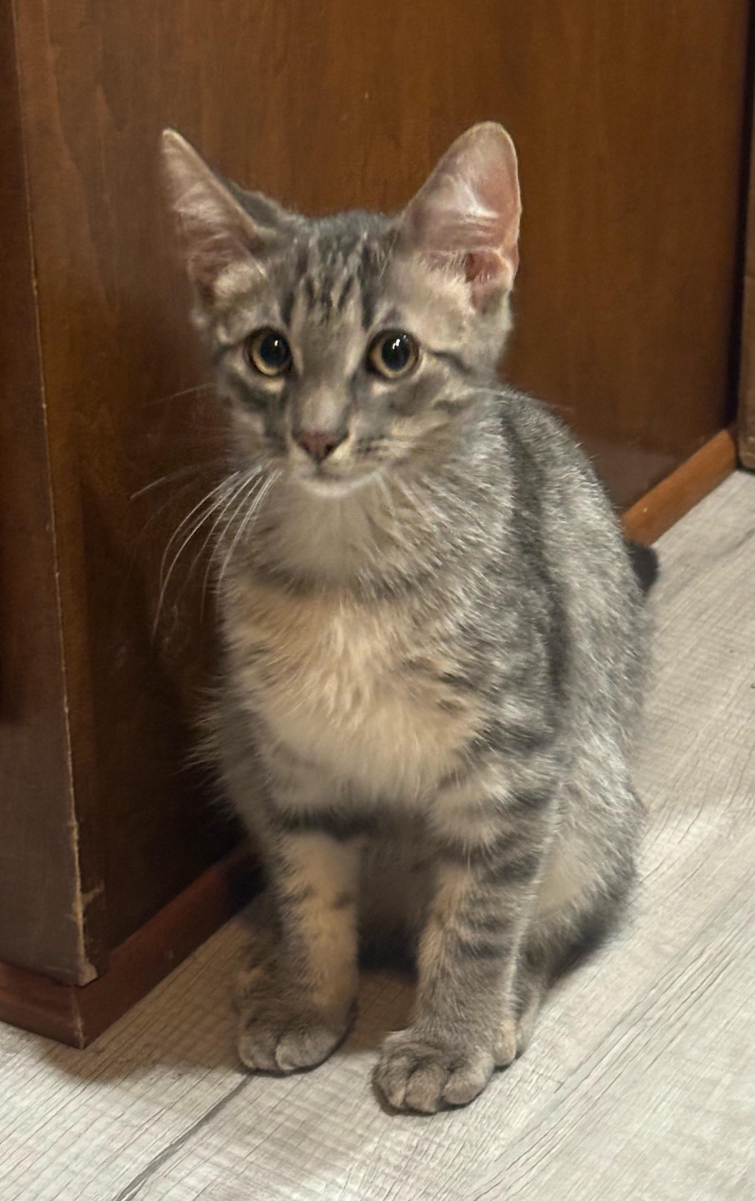 Duncan, a Adoptable Tabby in Macomb, MI image 2/2