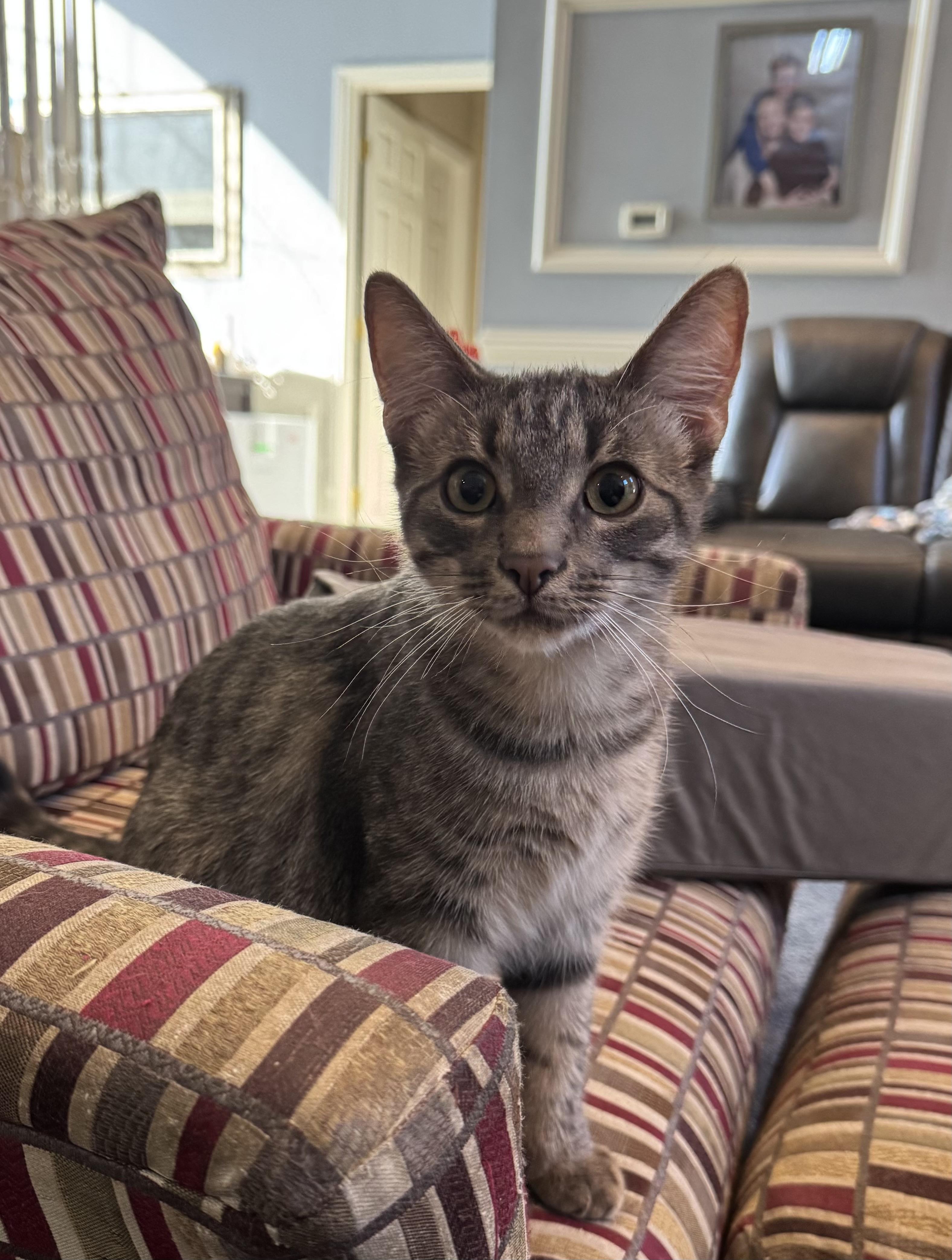 Duncan, a Adoptable Tabby in Macomb, MI image 1/2