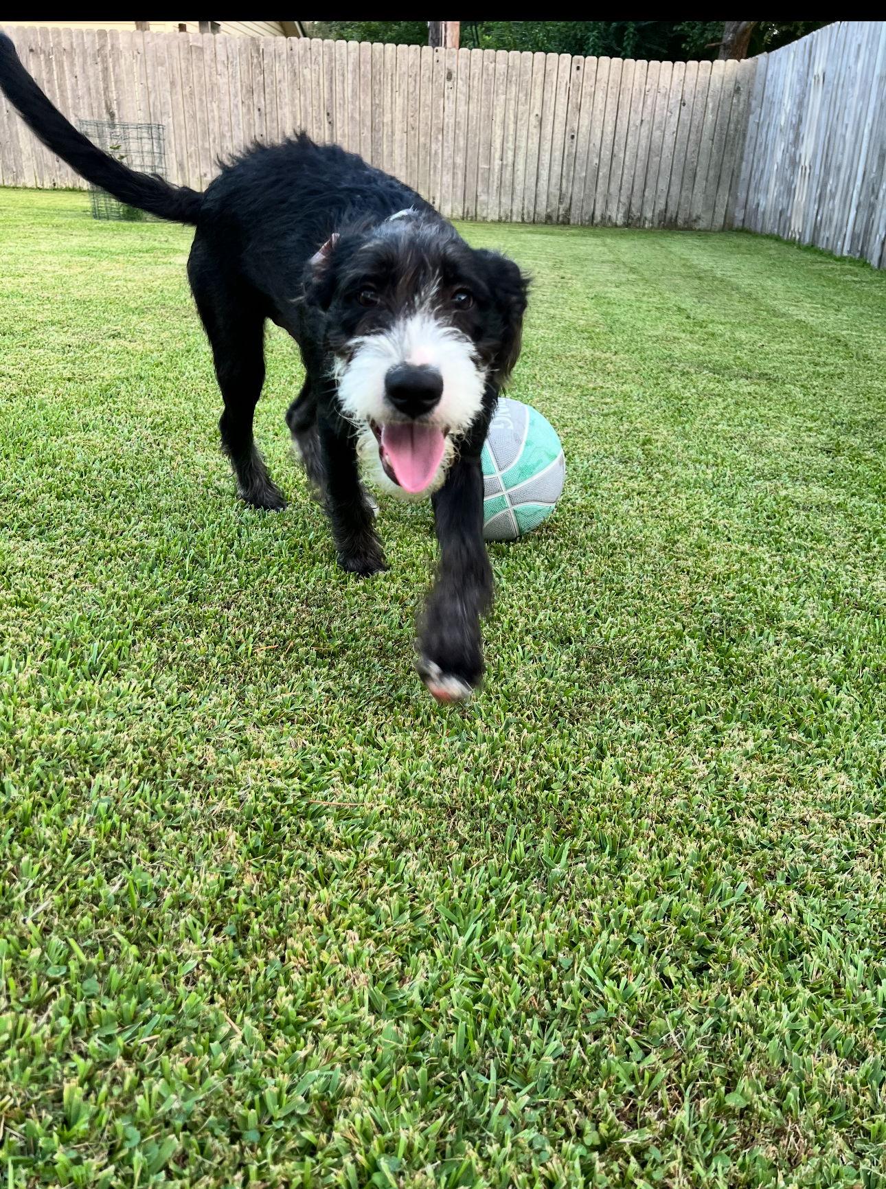 Rudy, a Adopted mixed breed in Shreveport, LA image 1/3