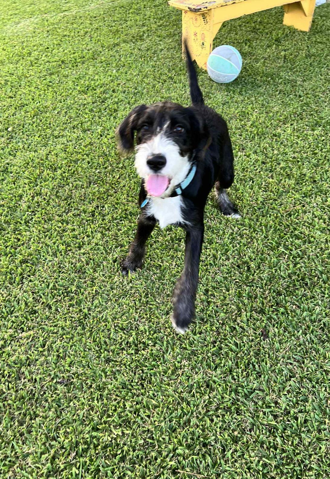 Rudy, a Adopted mixed breed in Shreveport, LA image 2/3