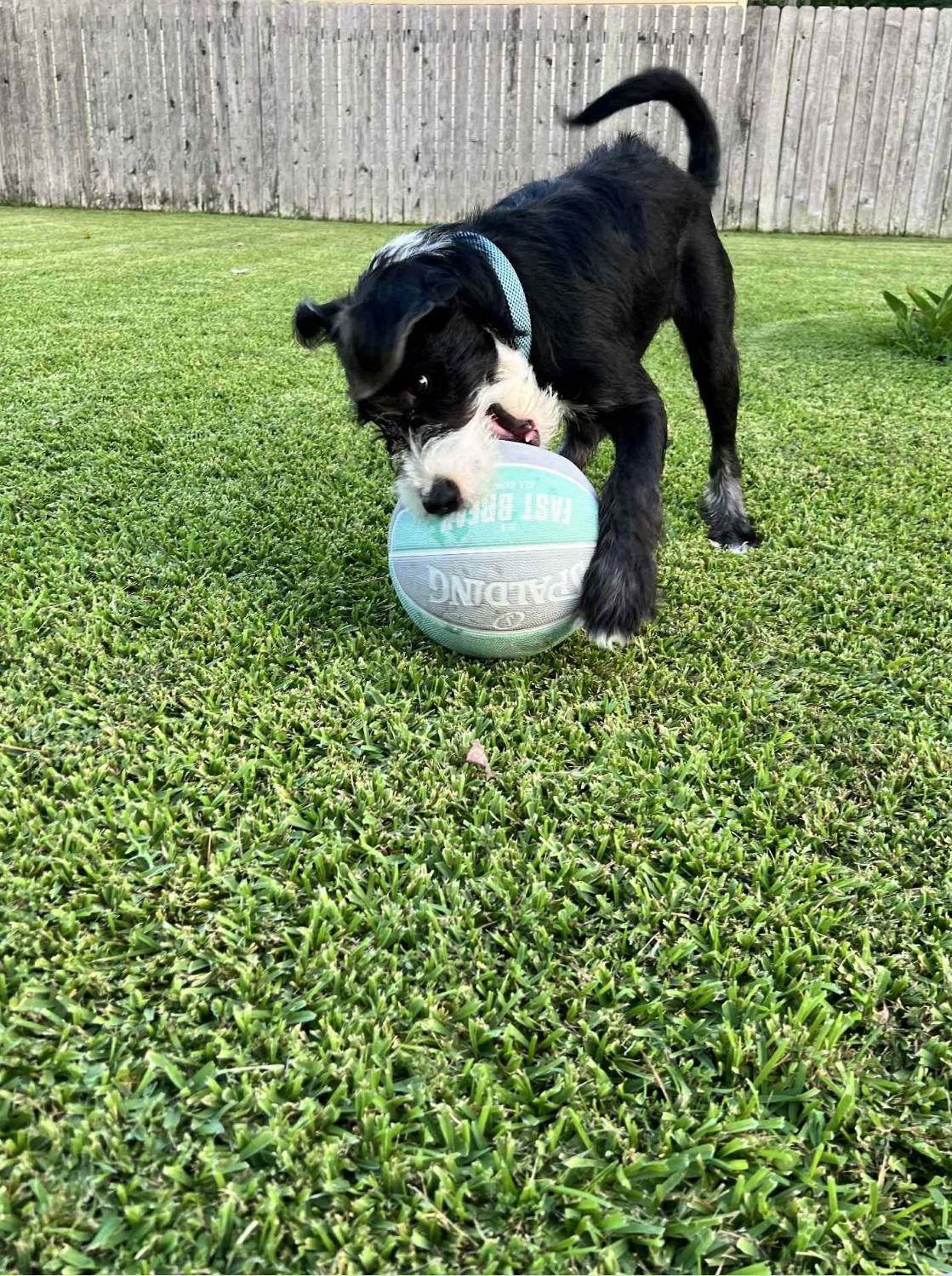 Rudy, a Adopted mixed breed in Shreveport, LA image 3/3