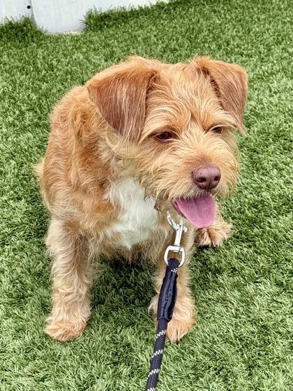 Enlarge Isla Rey, a ADOPTABLE mixed breed in Downers Grove, IL image 2/3