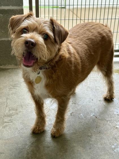 Enlarge Isla Rey, a ADOPTABLE mixed breed in Downers Grove, IL image 3/3