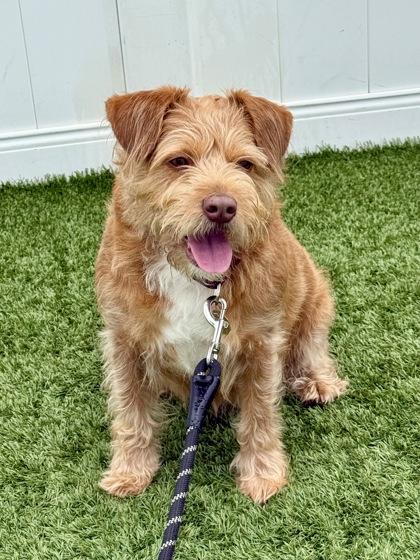 Enlarge Isla Rey, a ADOPTABLE mixed breed in Downers Grove, IL image 1/3