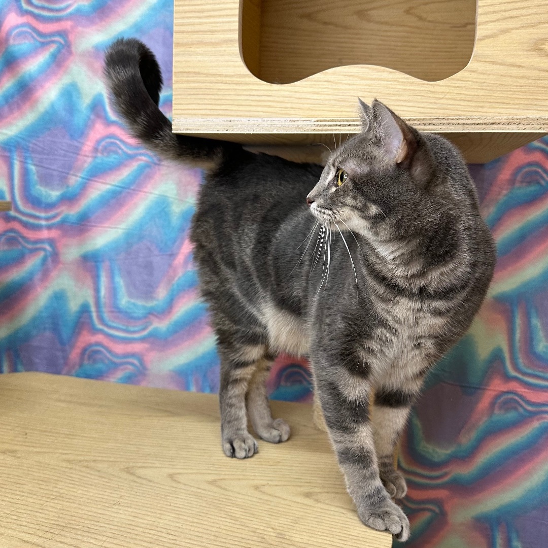 Enlarge Robin, a Adoptable Domestic Short Hair in Queen Creek, AZ image 4/7