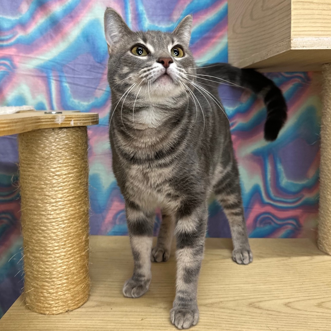Enlarge Robin, a Adoptable Domestic Short Hair in Queen Creek, AZ image 5/7