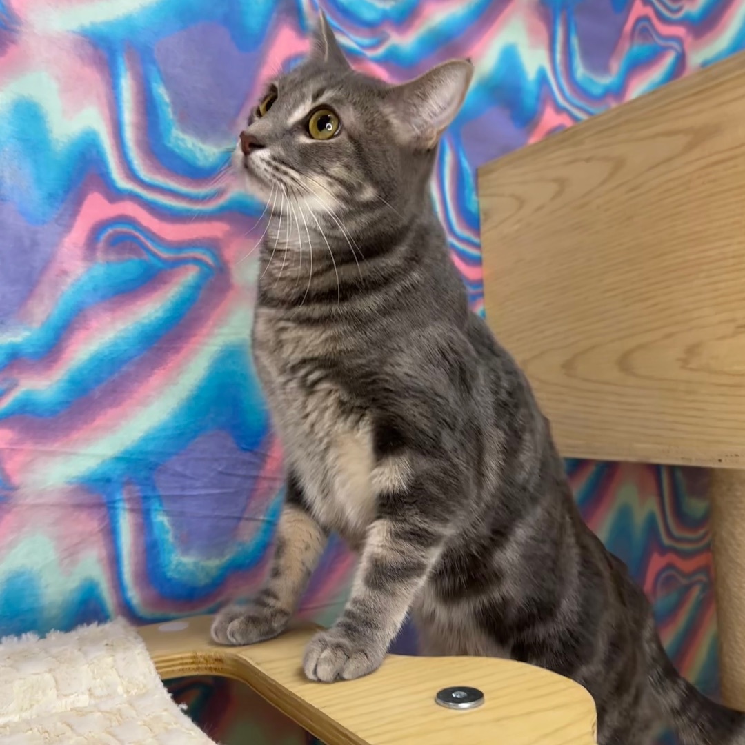 Enlarge Robin, a Adoptable Domestic Short Hair in Queen Creek, AZ image 6/7