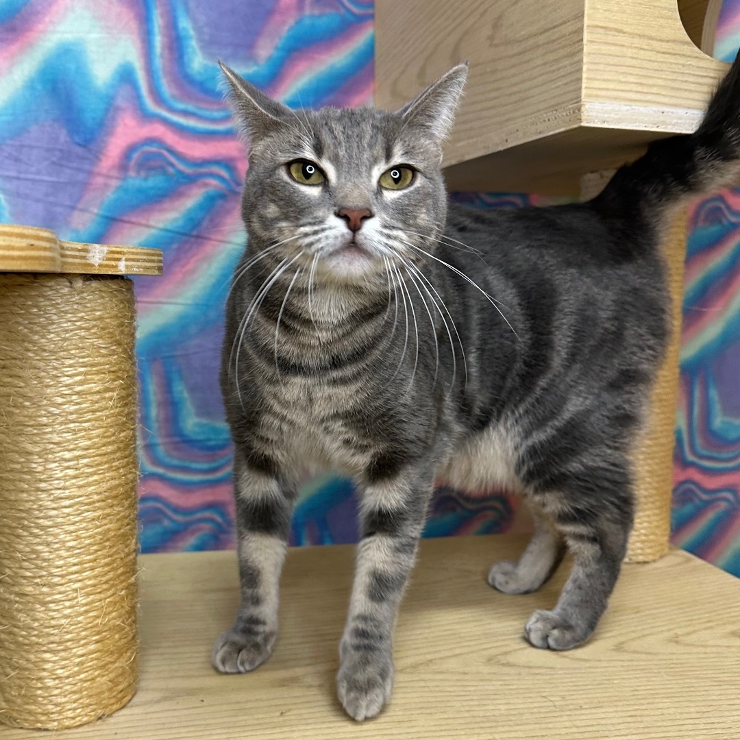 Enlarge Robin, a Adoptable Domestic Short Hair in Queen Creek, AZ image 7/7