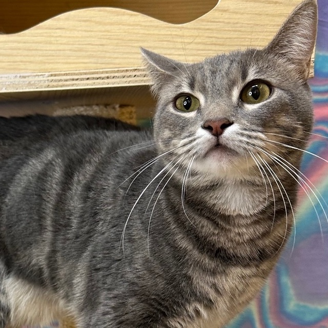 Enlarge Robin, a Adoptable Domestic Short Hair in Queen Creek, AZ image 1/7