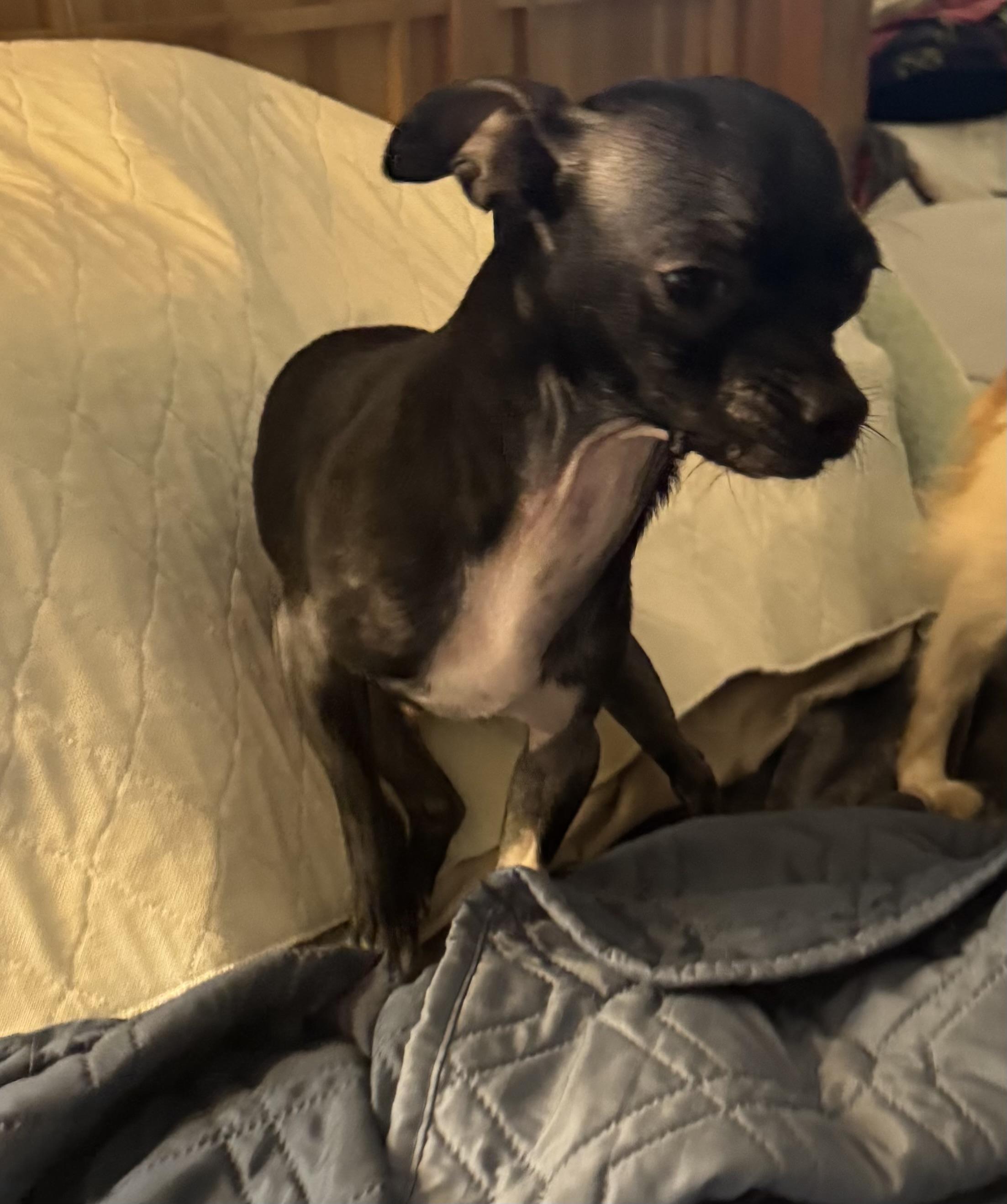 Enlarge Tux, a ADOPTABLE Chihuahua in Glenwood City, WI image 1/5
