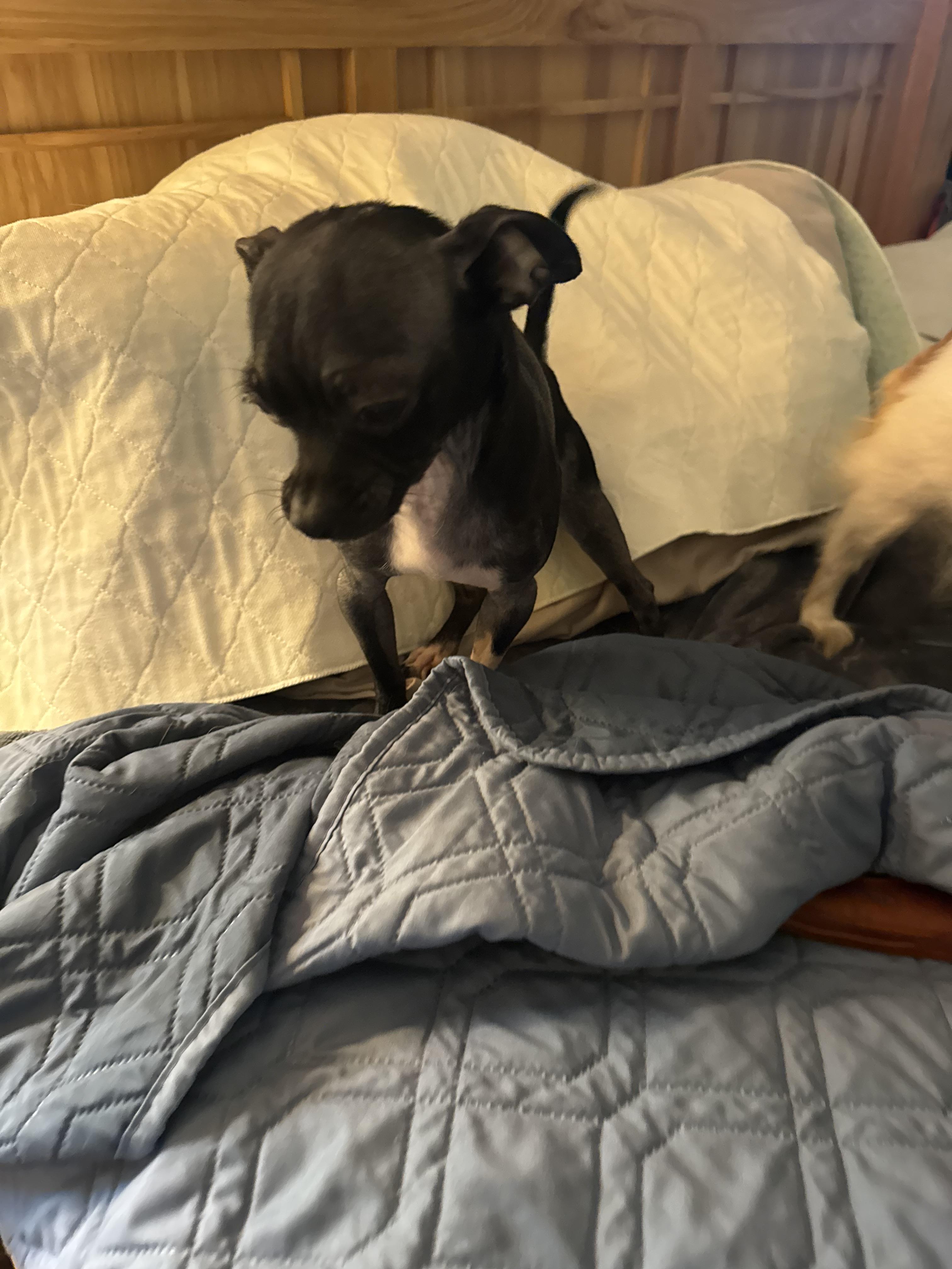 Enlarge Tux, a ADOPTABLE Chihuahua in Glenwood City, WI image 5/5
