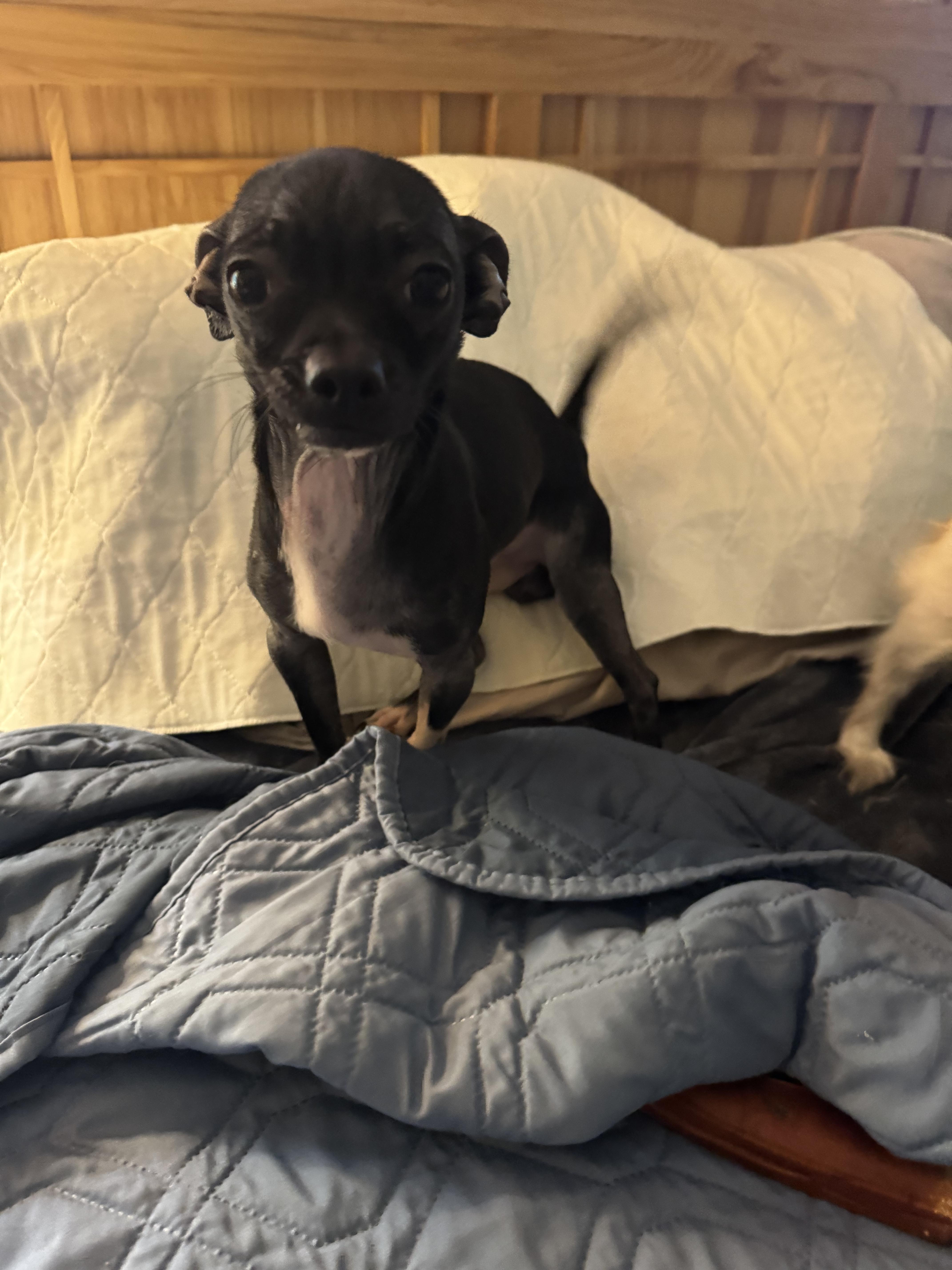 Enlarge Tux, a ADOPTABLE Chihuahua in Glenwood City, WI image 3/5