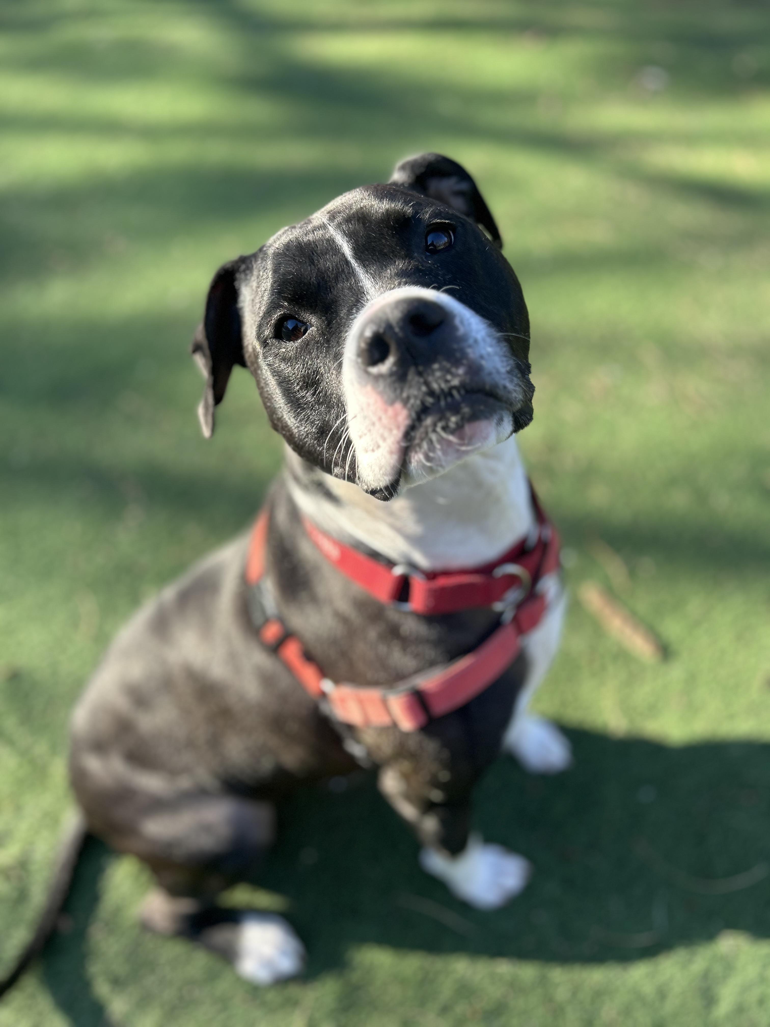 Enlarge Lizzie, a Adoptable mixed breed in Ocean View, NJ image 1/4