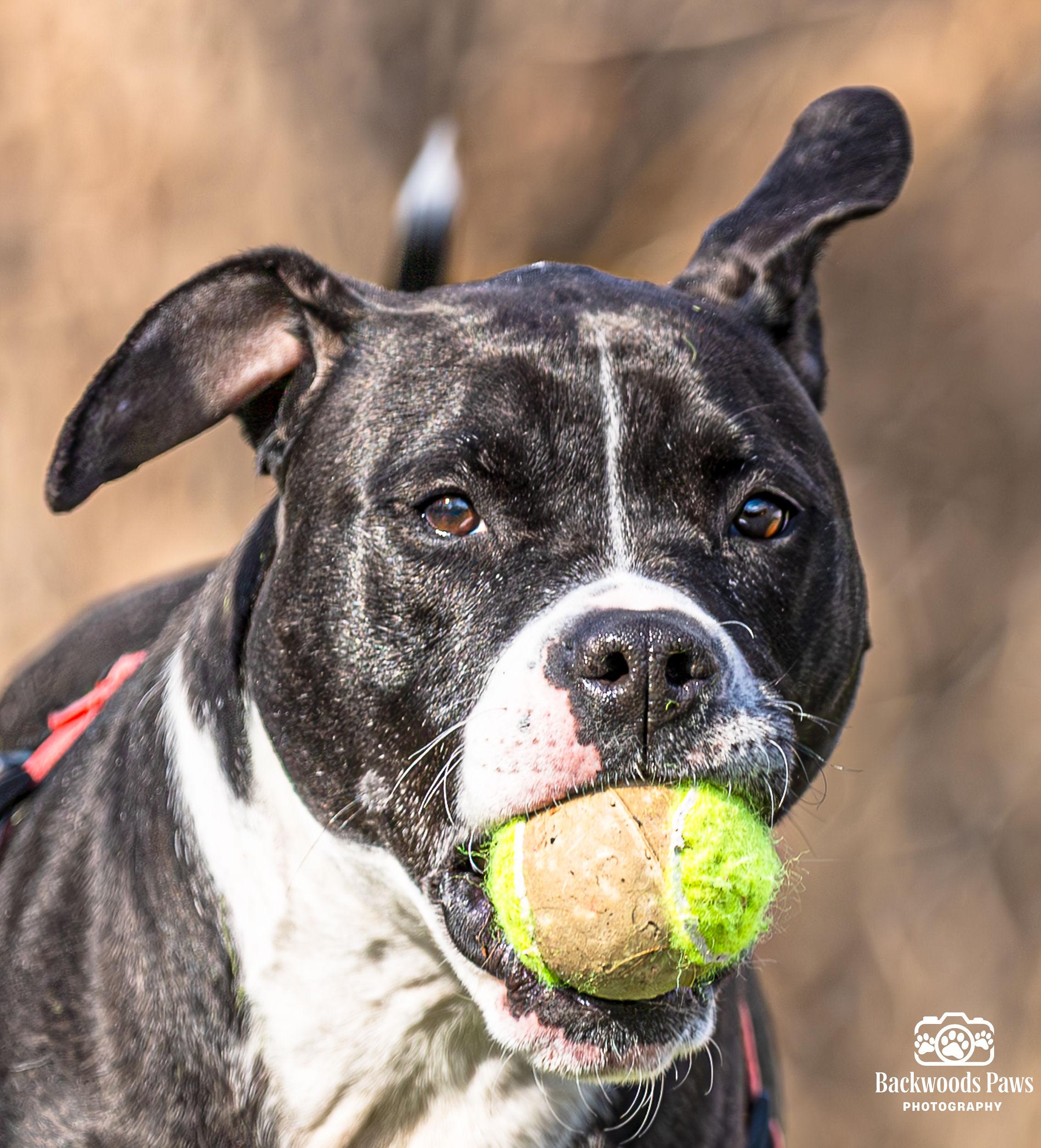 Enlarge Lizzy, a Adoptable mixed breed in Ocean View, NJ image 1/6