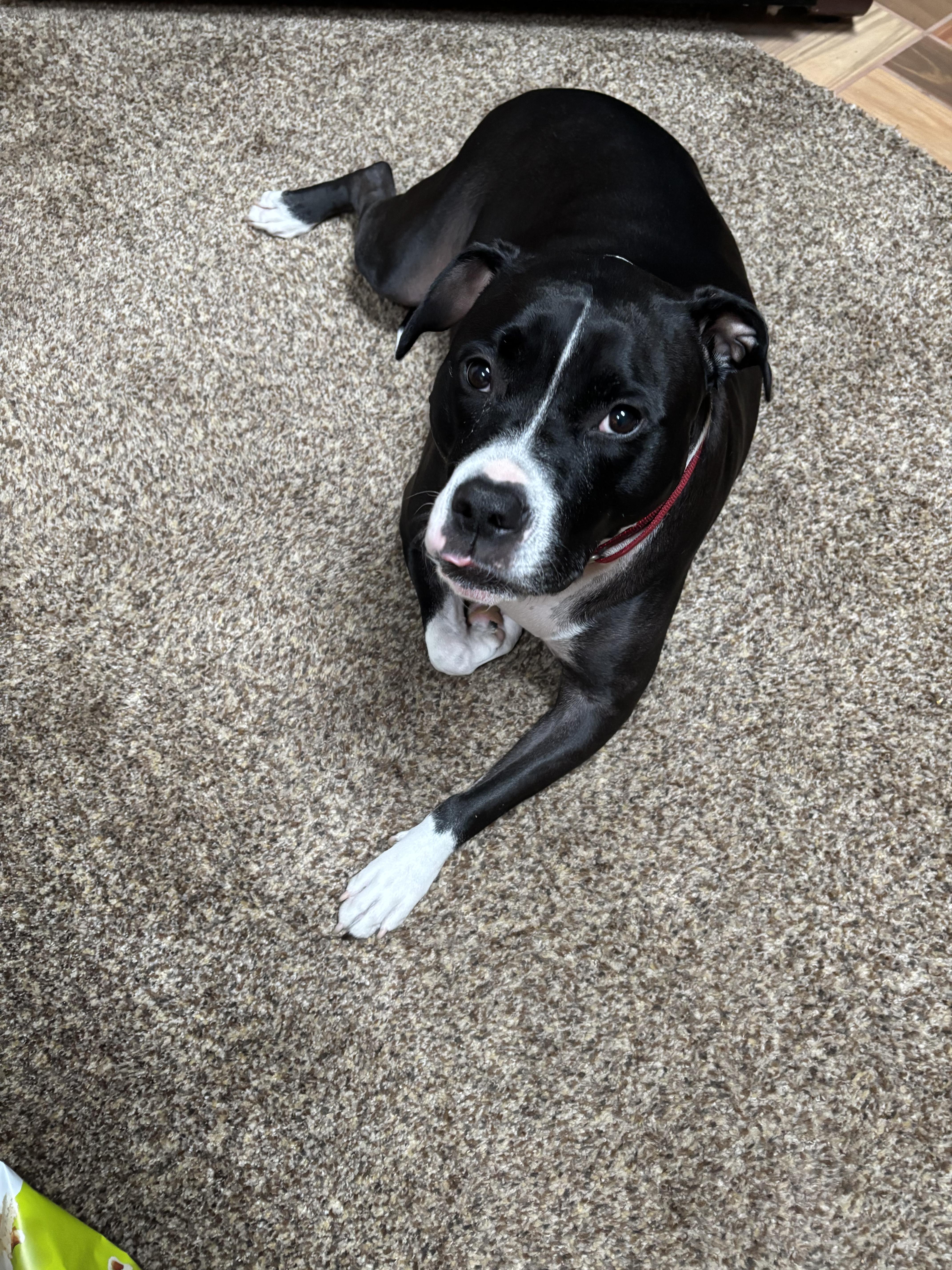 Lizzie, Adoptable, Adult Female Black Labrador Retriever.