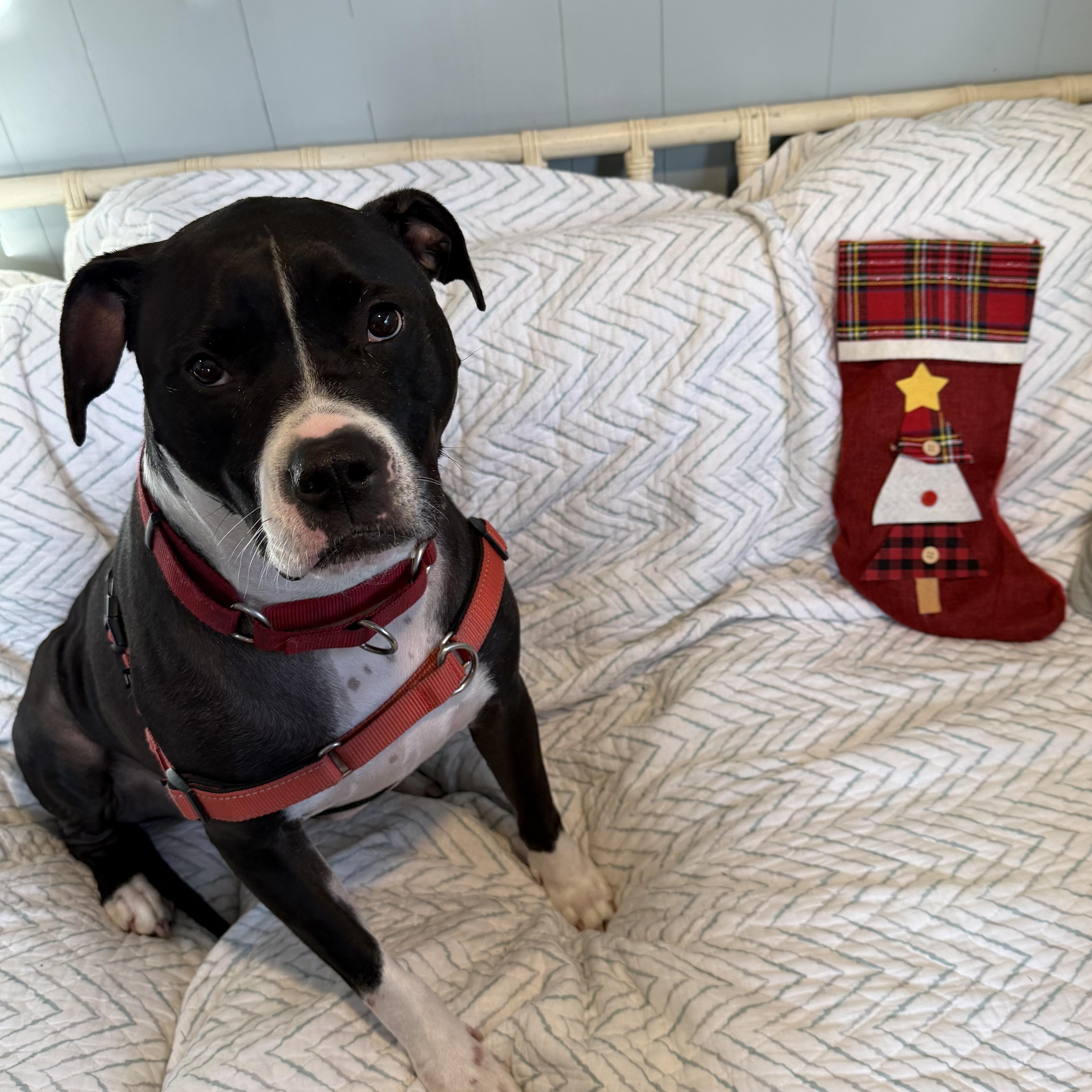 Enlarge Lizzie, a Adoptable mixed breed in Ocean View, NJ image 4/5