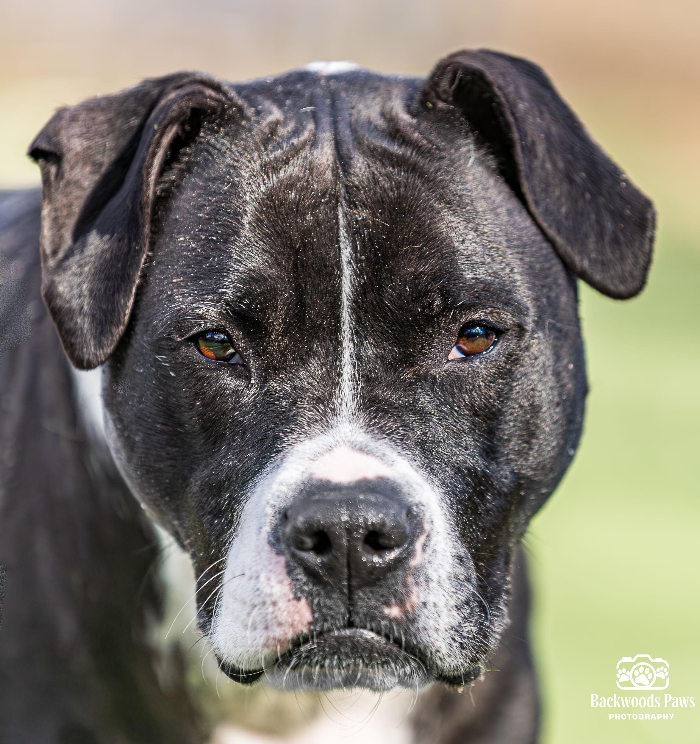 Enlarge Lizzy, a Adoptable mixed breed in Ocean View, NJ image 2/6