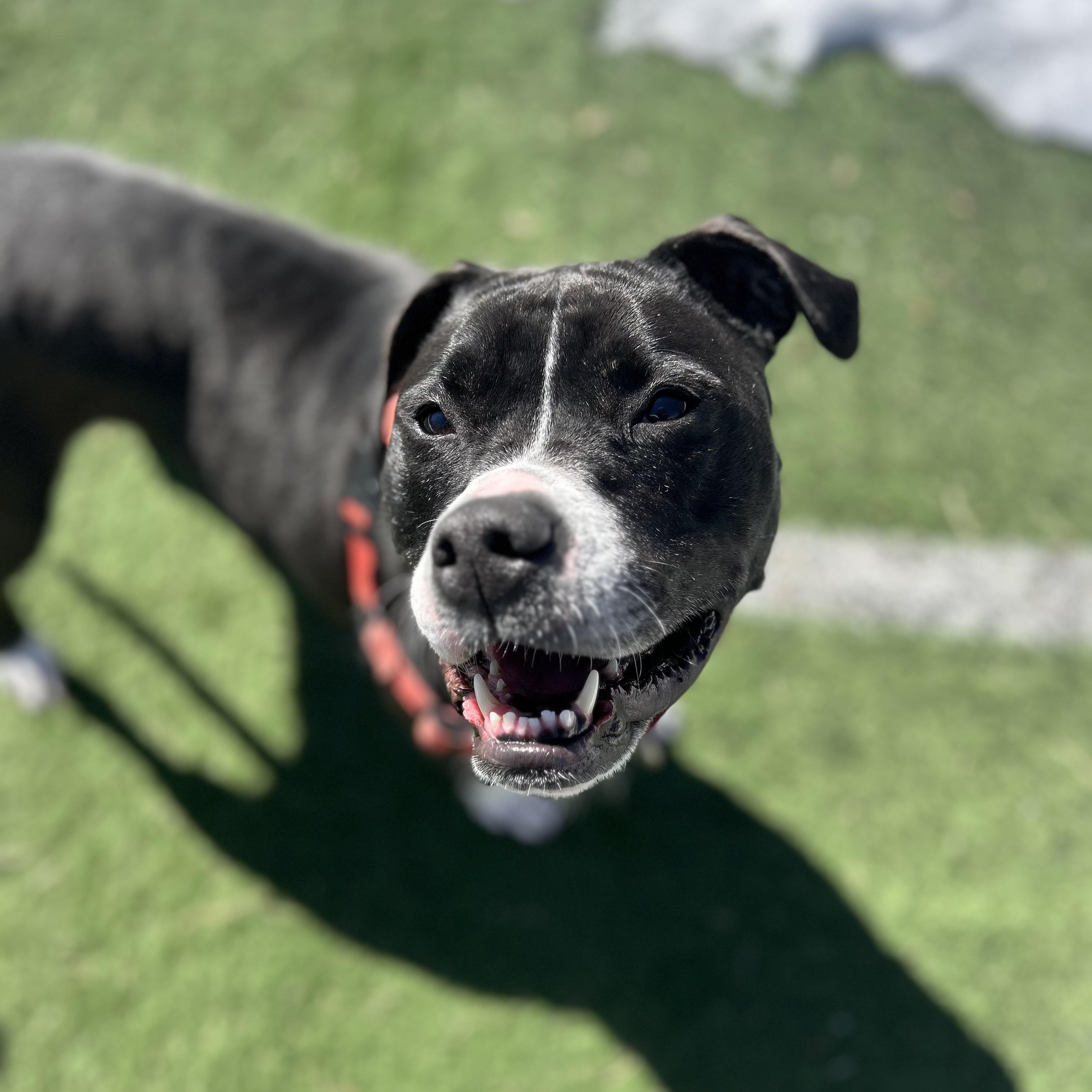 Enlarge Lizzy, a Adoptable mixed breed in Ocean View, NJ image 4/6