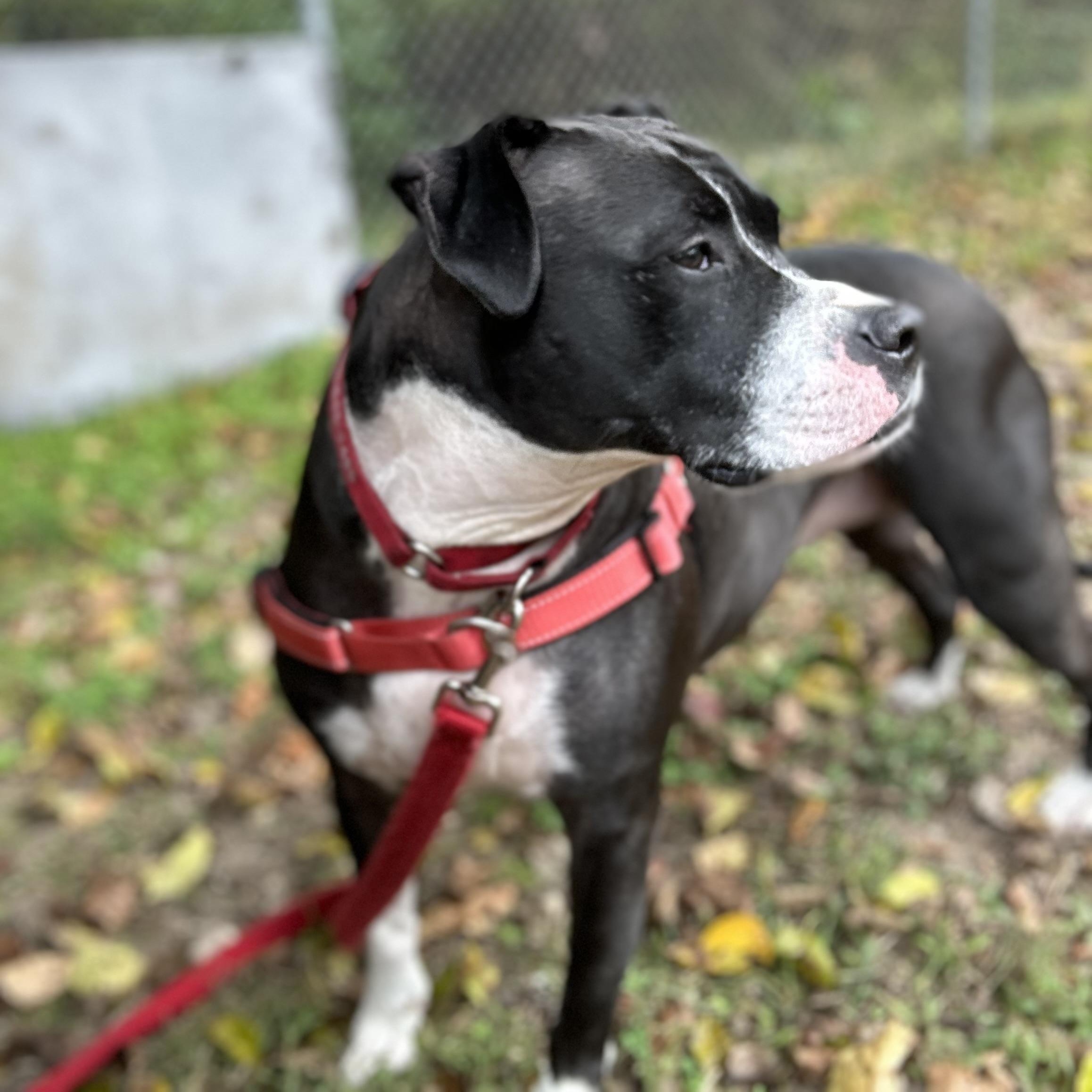 Enlarge Lizzie, a Adoptable mixed breed in Ocean View, NJ image 3/5