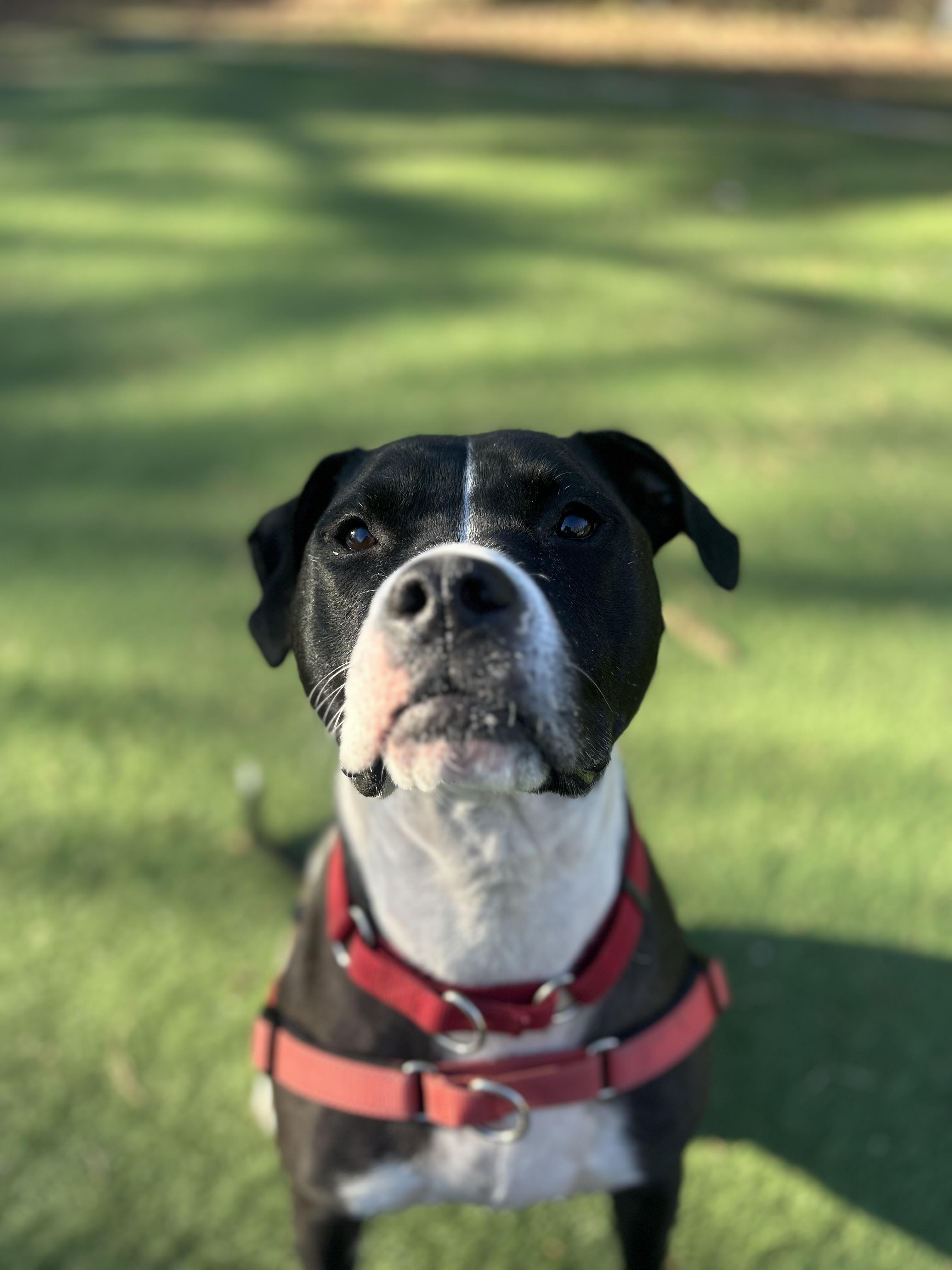 Enlarge Lizzie, a Adoptable mixed breed in Ocean View, NJ image 2/4