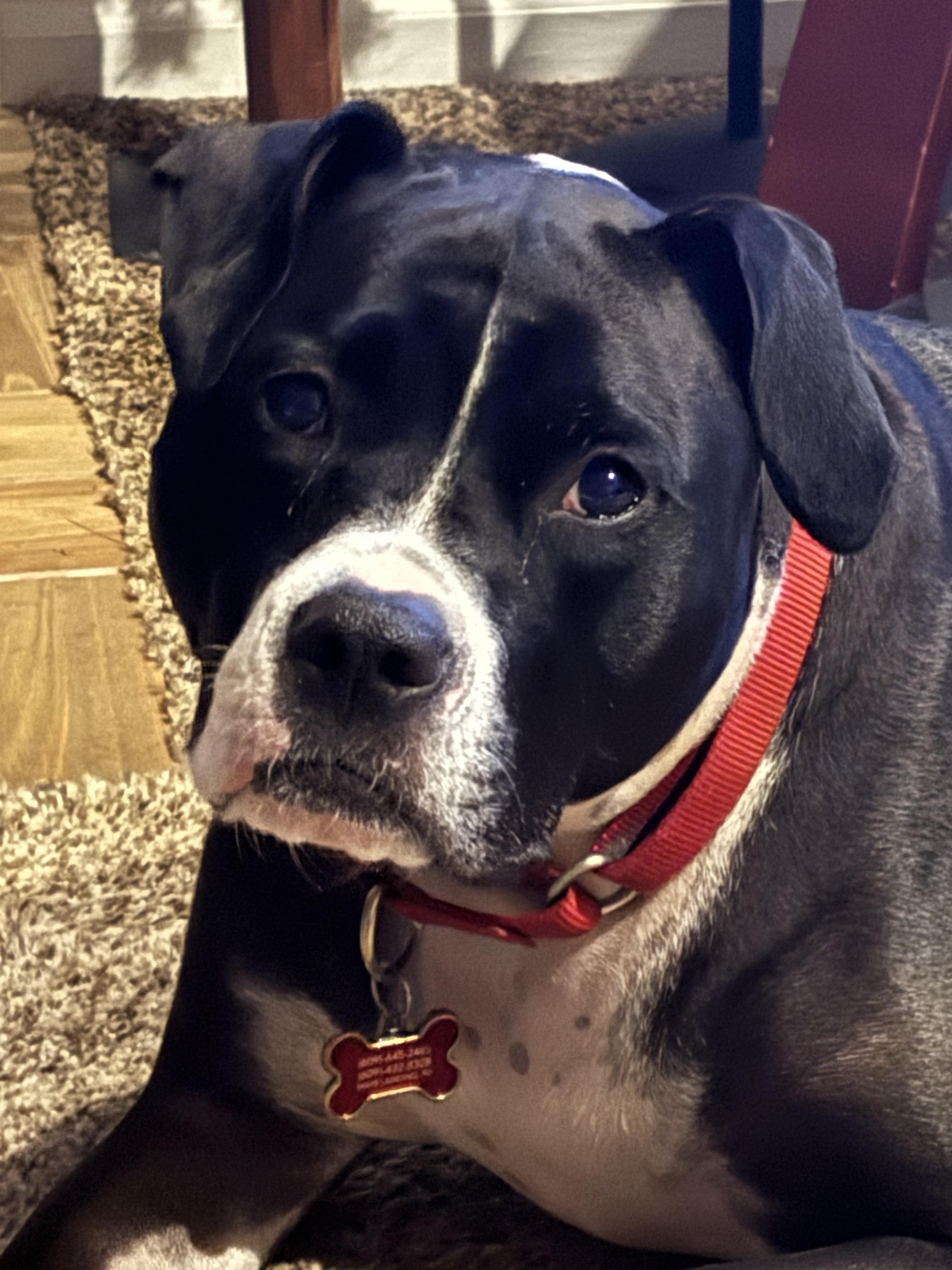 Enlarge Lizzie, a Adoptable mixed breed in Ocean View, NJ image 2/4