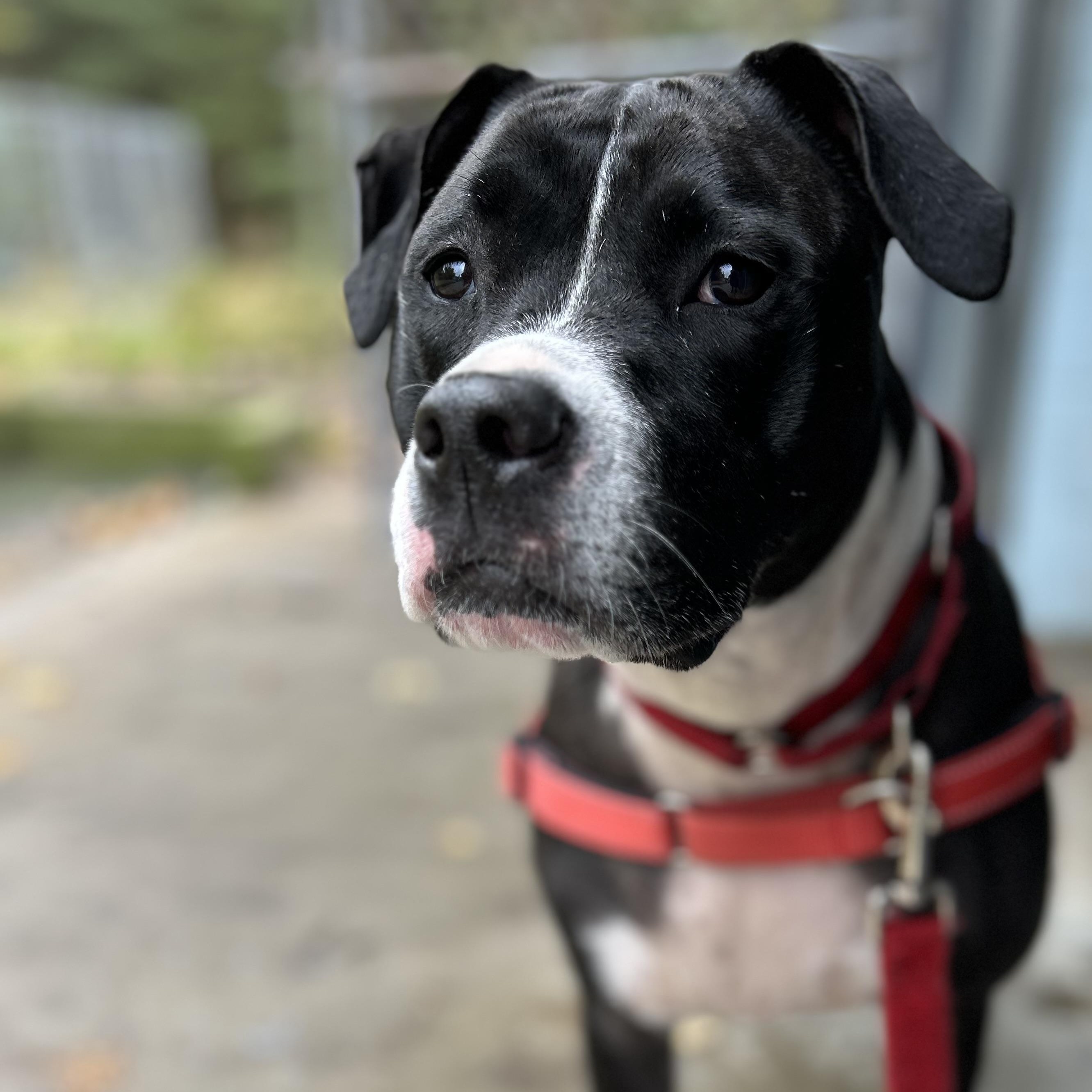 Lizzie, Adoptable, Adult Female Mixed Breed.