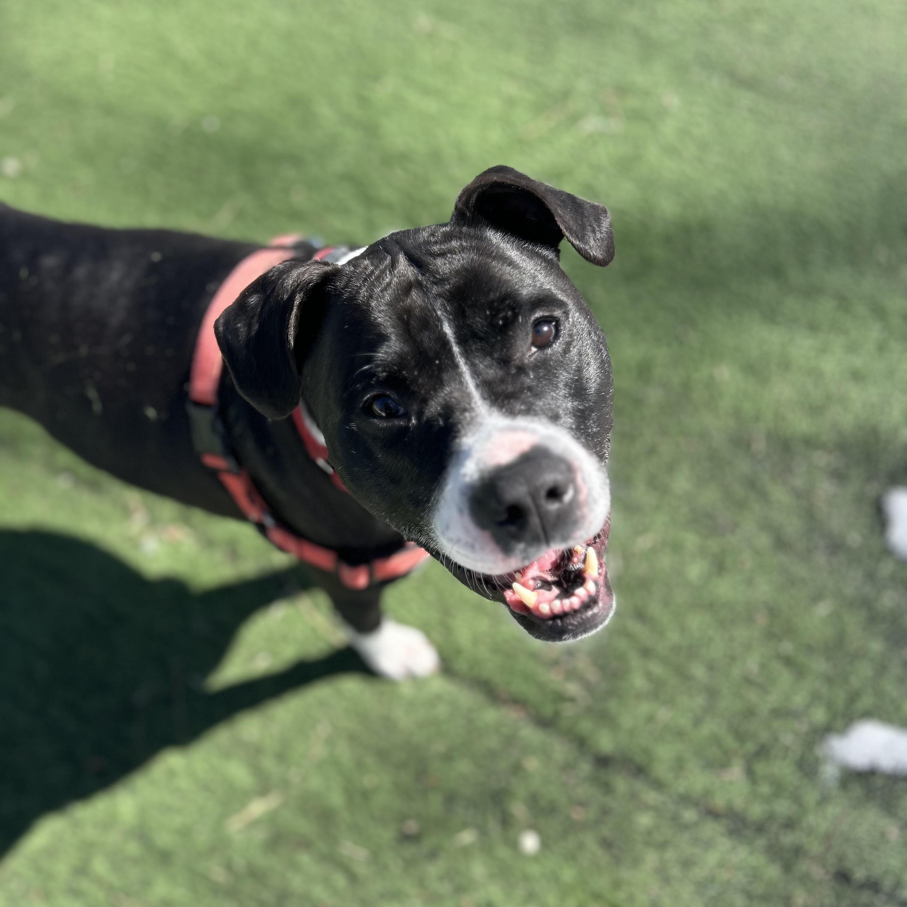 Enlarge Lizzy, a Adoptable mixed breed in Ocean View, NJ image 5/6