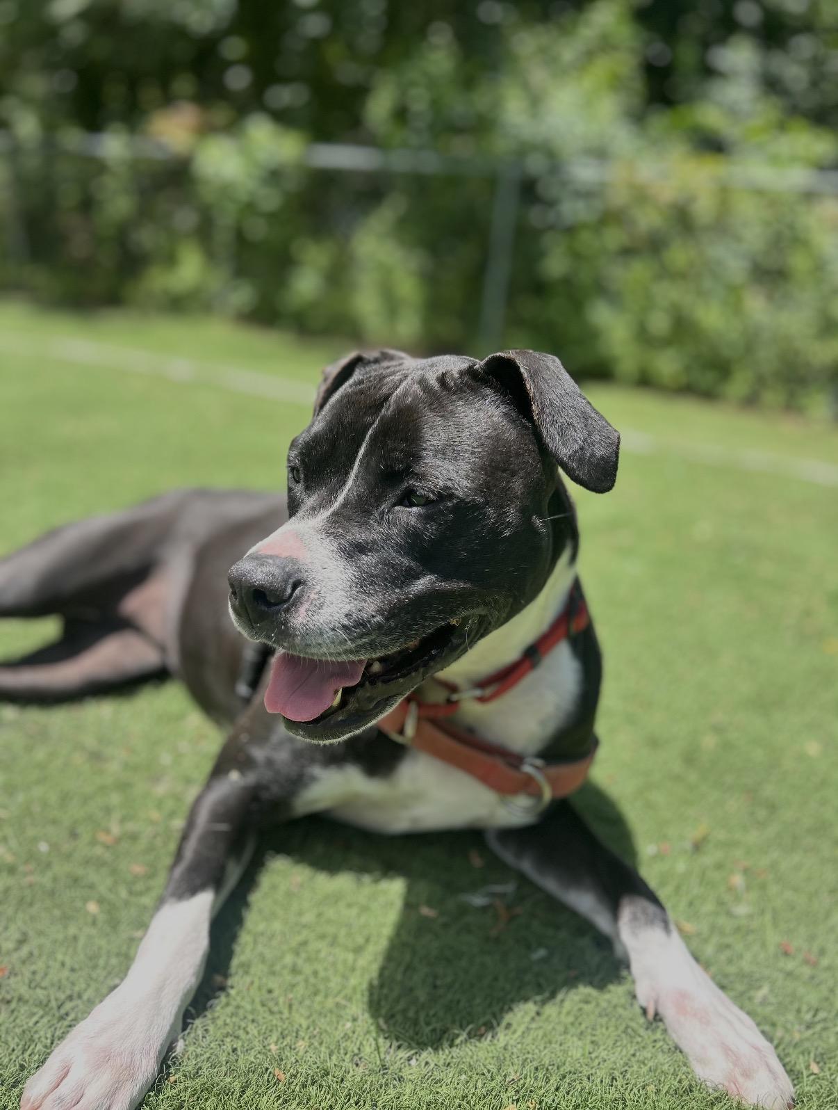 Lizzy, Adoptable, Adult Female Mixed Breed.