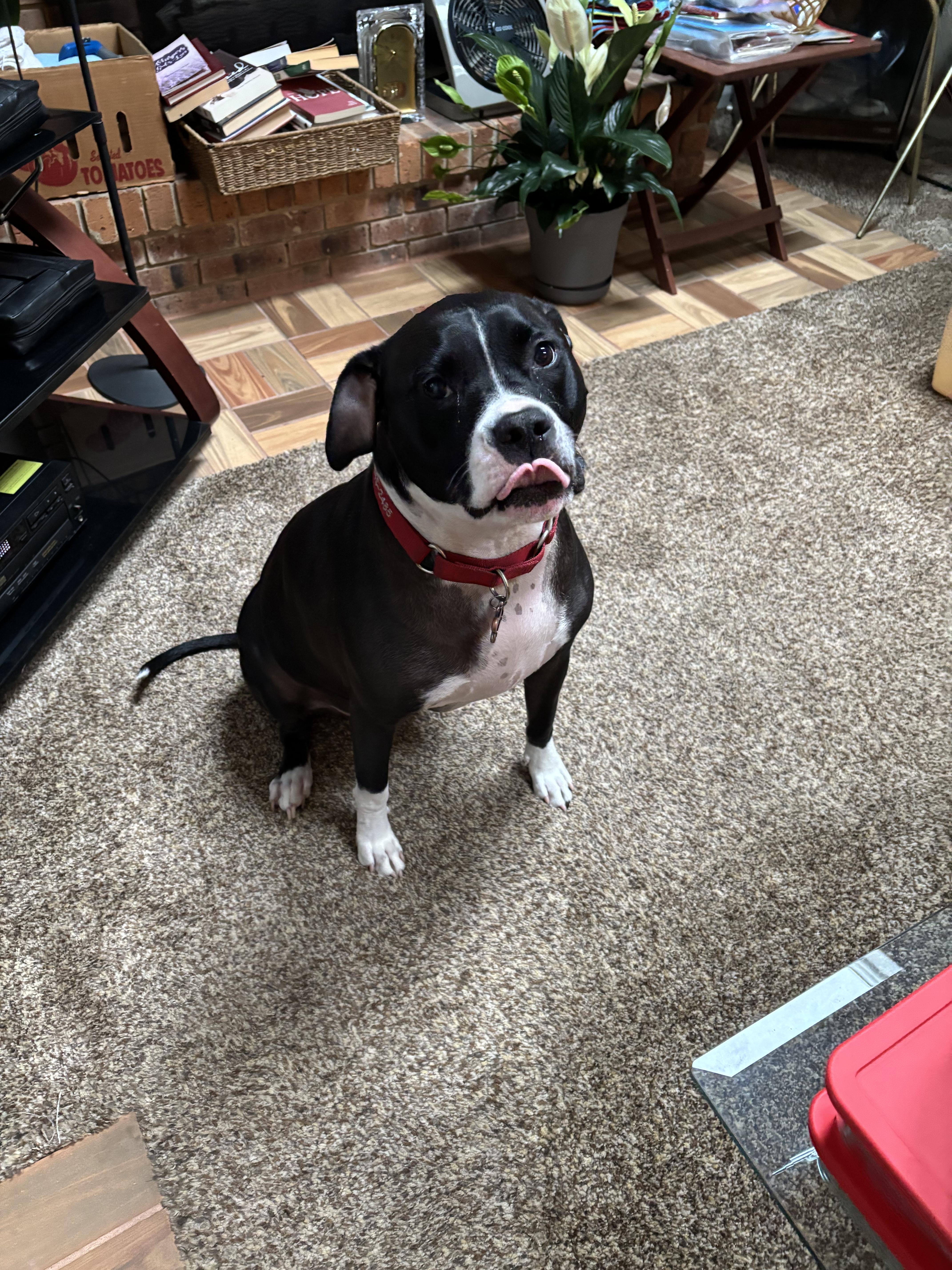 Enlarge Lizzie, a Adoptable mixed breed in Ocean View, NJ image 4/4