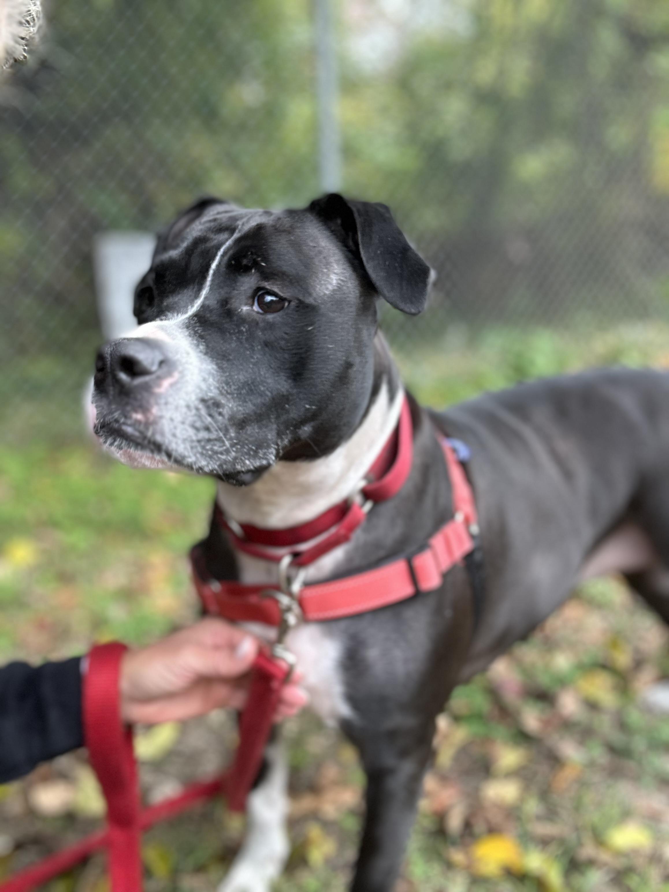 Enlarge Lizzie, a Adoptable mixed breed in Ocean View, NJ image 1/5