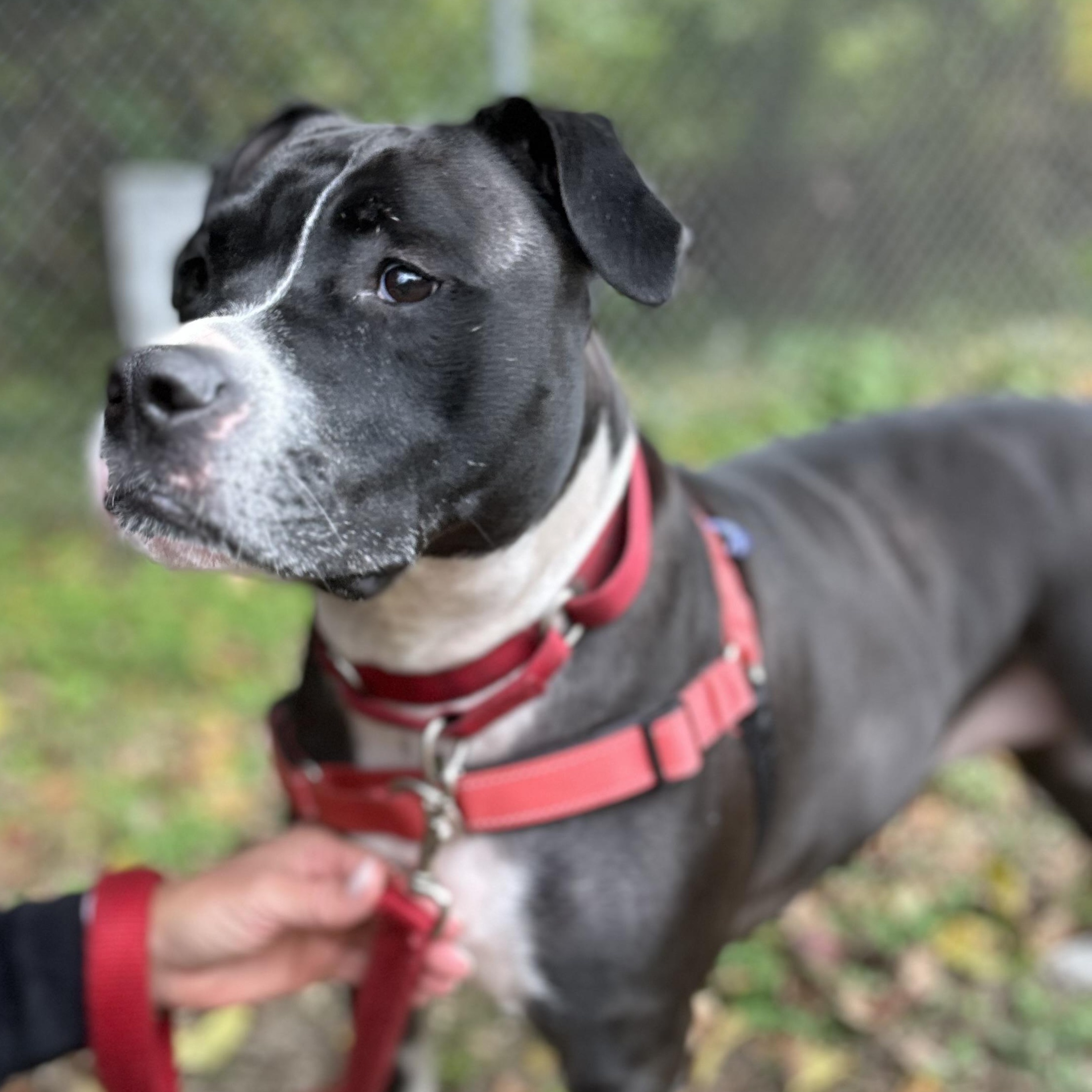 Enlarge Lizzie, a Adoptable mixed breed in Ocean View, NJ image 5/5