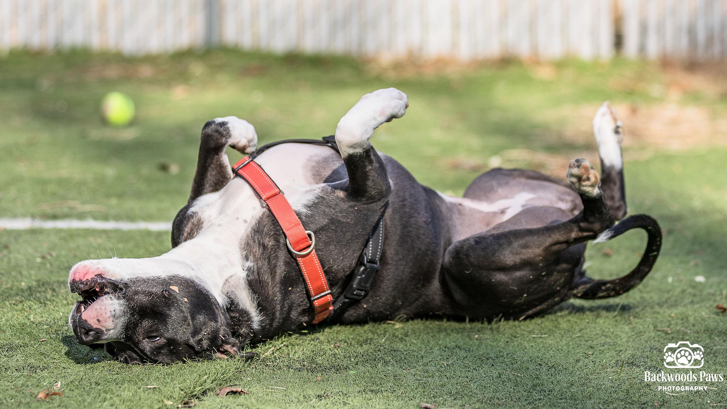 Enlarge Lizzy, a Adoptable mixed breed in Ocean View, NJ image 3/6