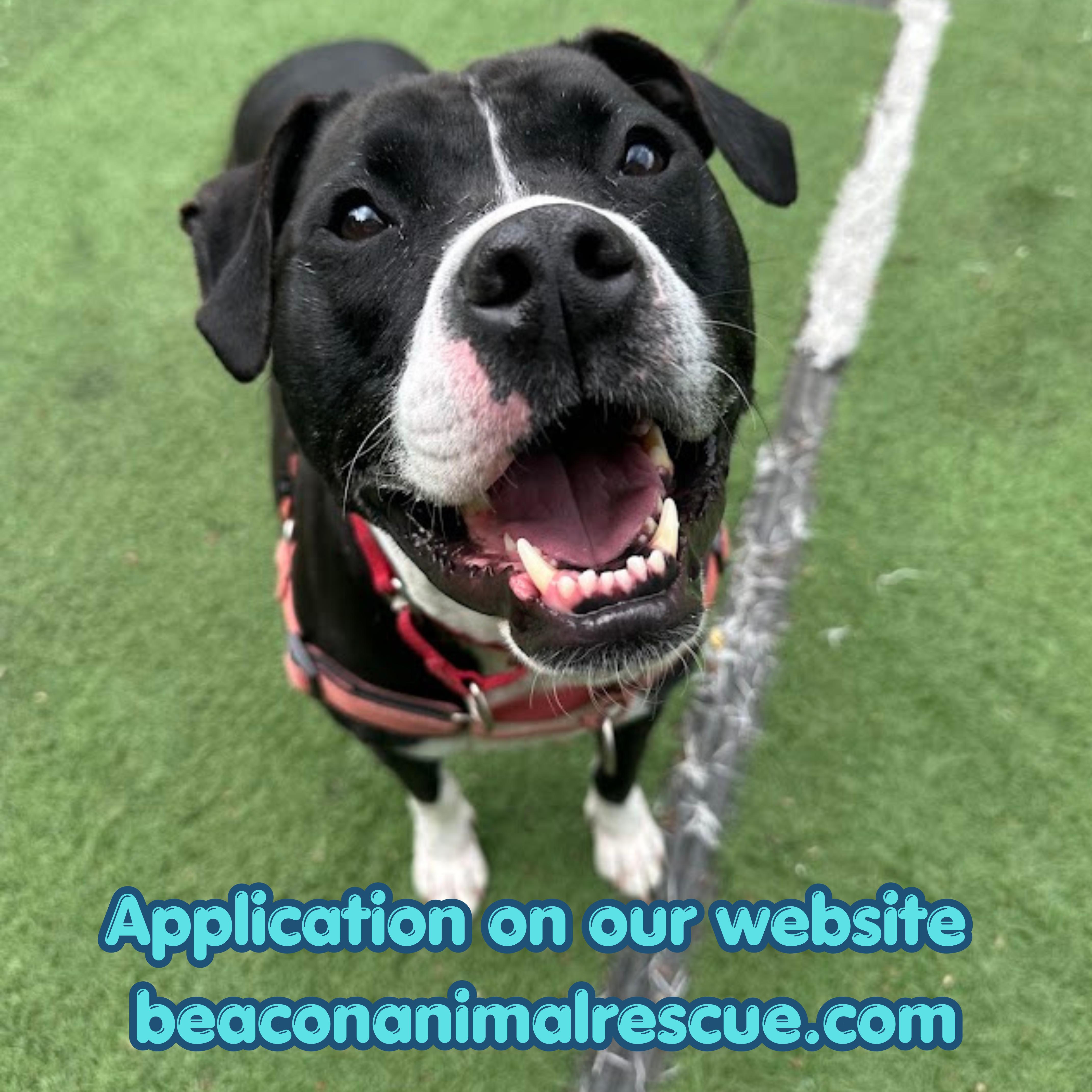 Lizzy, Adoptable, Adult Female Mixed Breed.