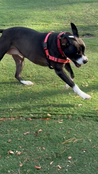 Enlarge Lizzie, a Adoptable mixed breed in Ocean View, NJ video 5/5