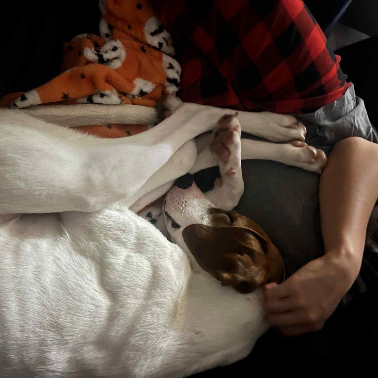 Enlarge Honey, an adoptable mixed breed in Somers, CT image 5/6