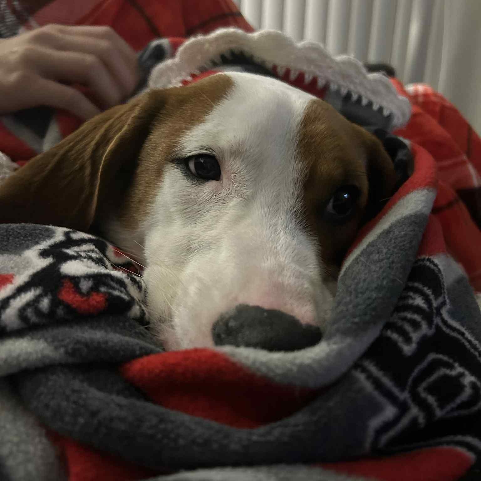 Enlarge Honey, an adoptable mixed breed in Somers, CT image 2/6