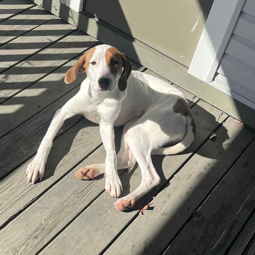 Enlarge Honey, an adoptable mixed breed in Somers, CT image 3/6