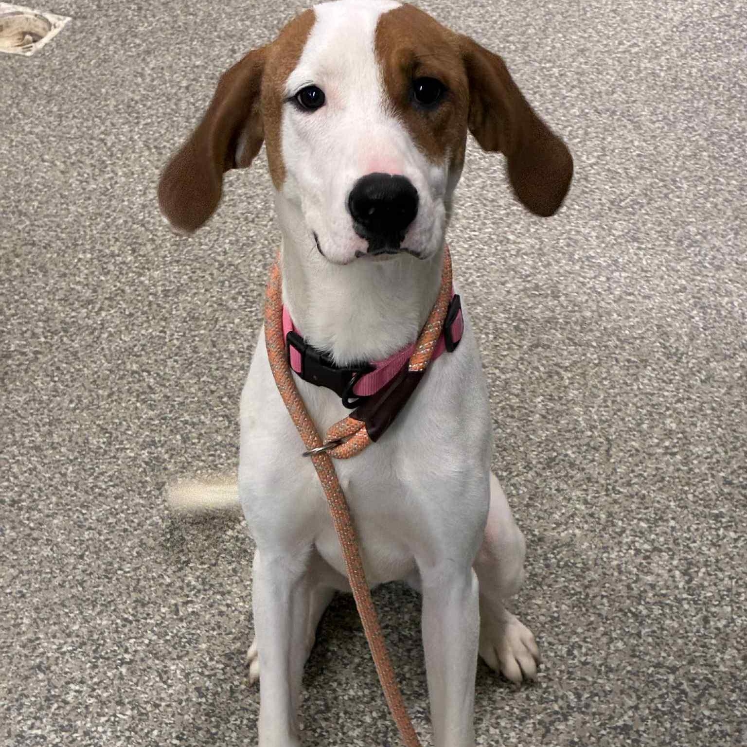 Enlarge Honey, an adoptable mixed breed in Somers, CT image 1/6