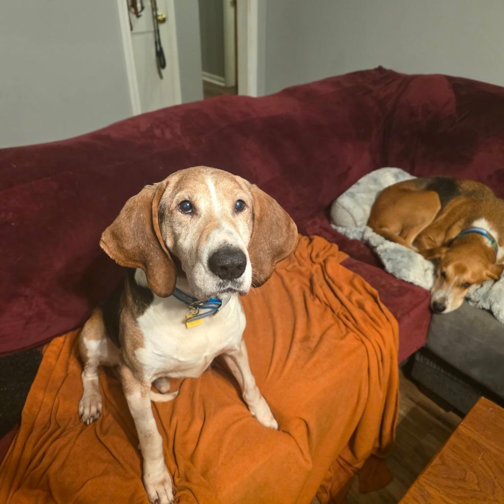 Enlarge Pappy, a Adoptable Treeing Walker Coonhound in Chesapeake, VA image 1/5