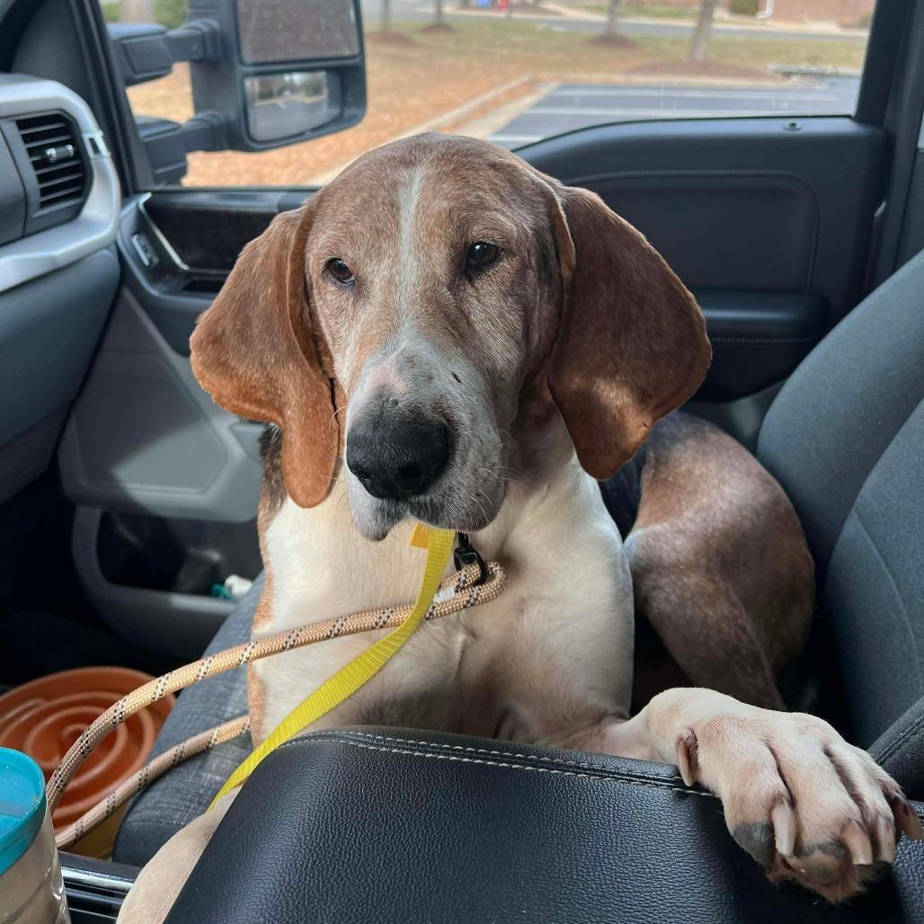 Enlarge Pappy, a Adoptable Treeing Walker Coonhound in Chesapeake, VA image 2/5