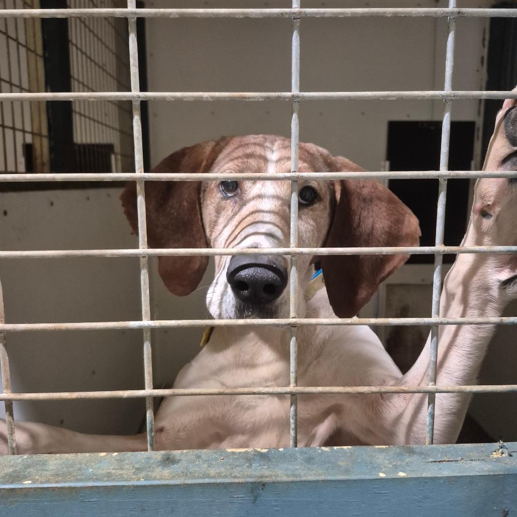 Enlarge Pappy, a Adoptable Treeing Walker Coonhound in Chesapeake, VA image 3/5
