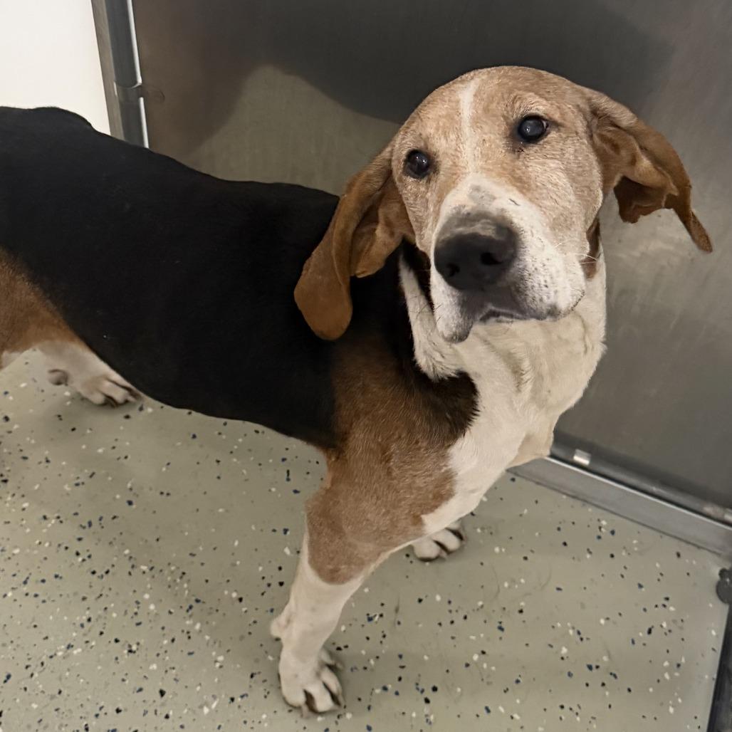 Enlarge Pappy, a Adoptable Treeing Walker Coonhound in Chesapeake, VA image 4/5