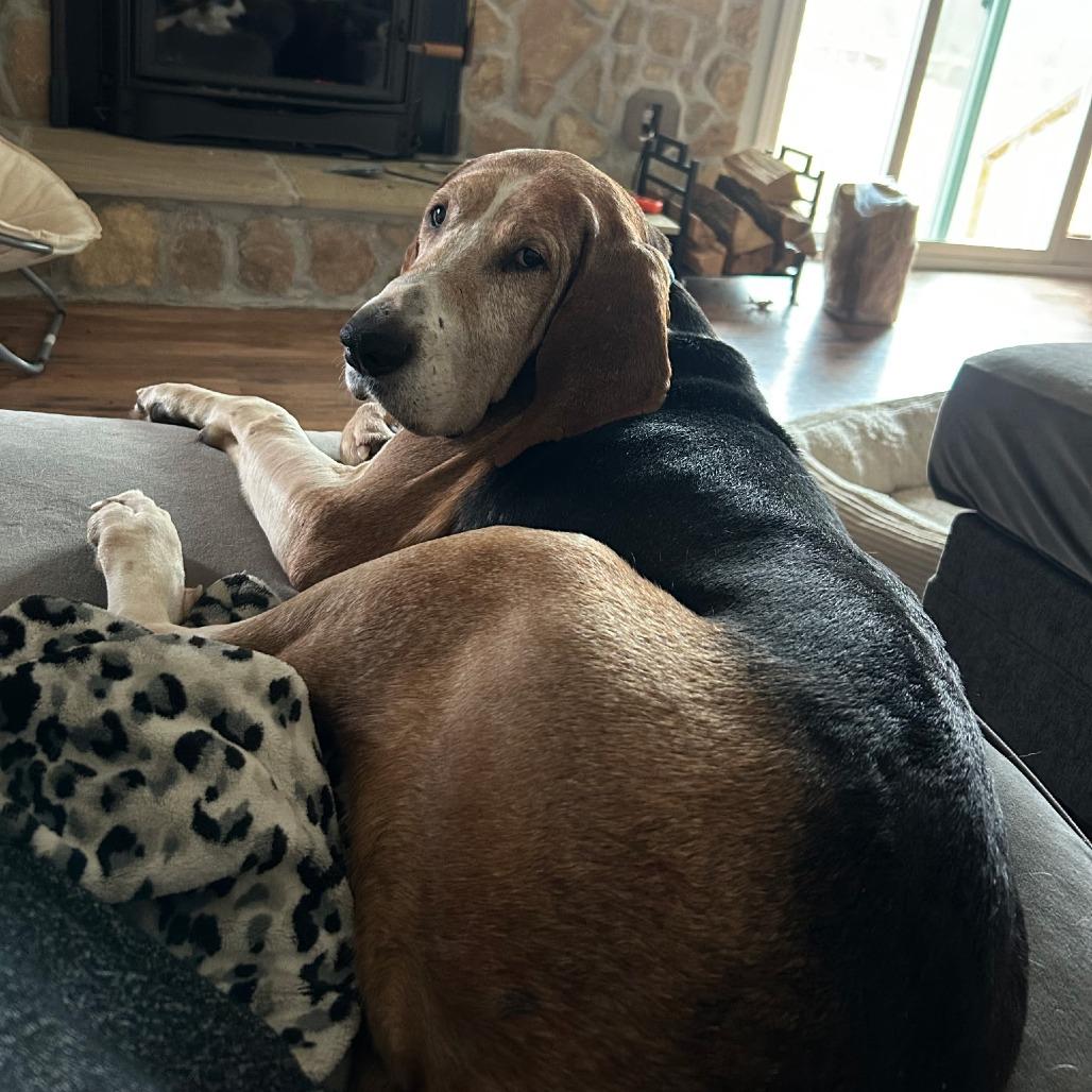 Enlarge Pappy, a Adoptable Treeing Walker Coonhound in Chesapeake, VA image 5/5