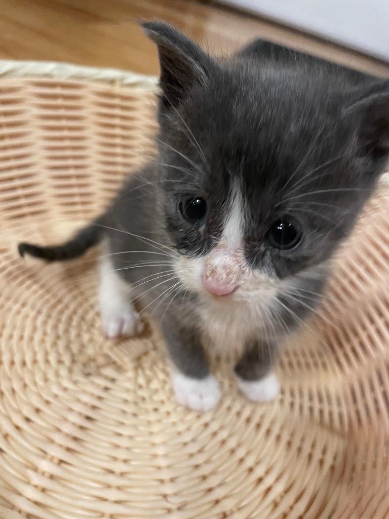 Peyton, Adoptable, Kitten Male Domestic Short Hair.