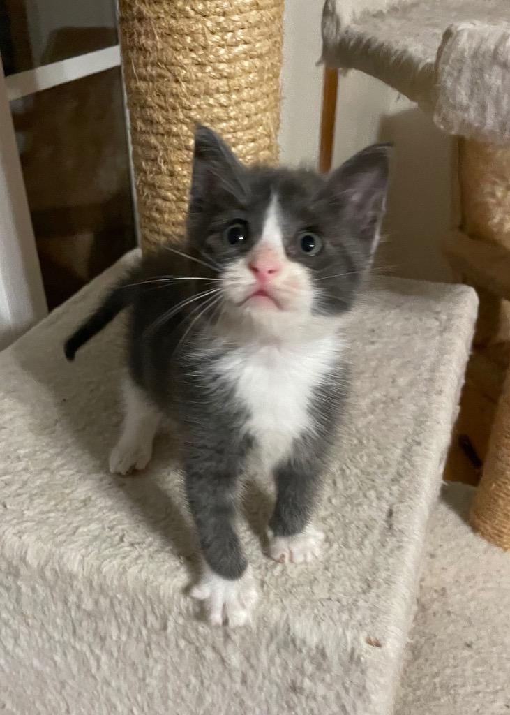 Peyton, a Adoptable mixed breed in Mena, AR image 2/2